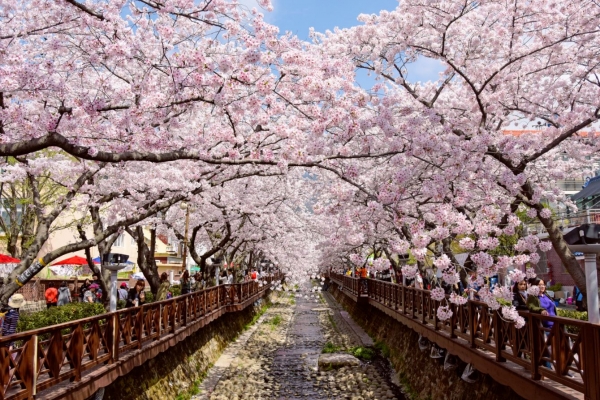 한국 진해의 벚꽃축제